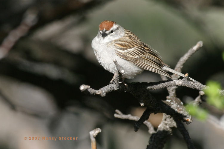 Chipping Sparrow