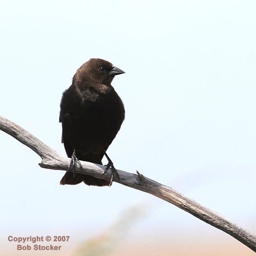 Brown-headed Cowbird