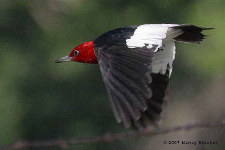 Red-headed Woodpecker