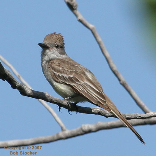 Ash-throated Flycatcher