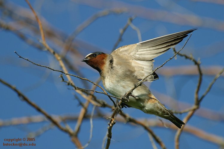 Cliff Swallow