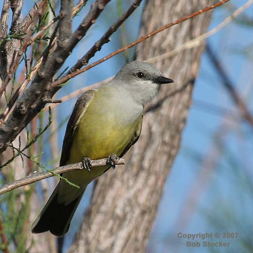 Western Kingbird