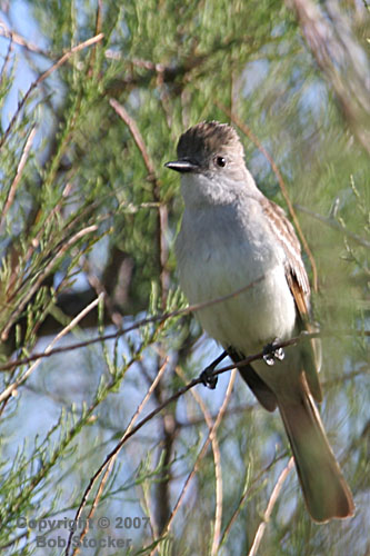 Ash-throated Flycatcher