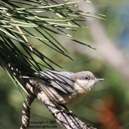 Pygmy Nuthatch