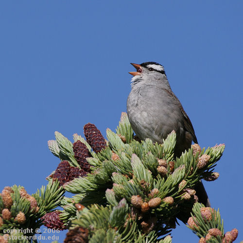 White-crowned Sparrow