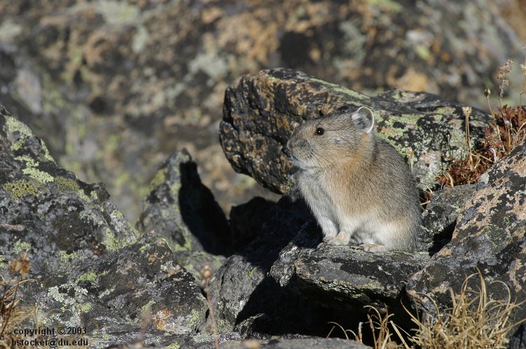 Pika