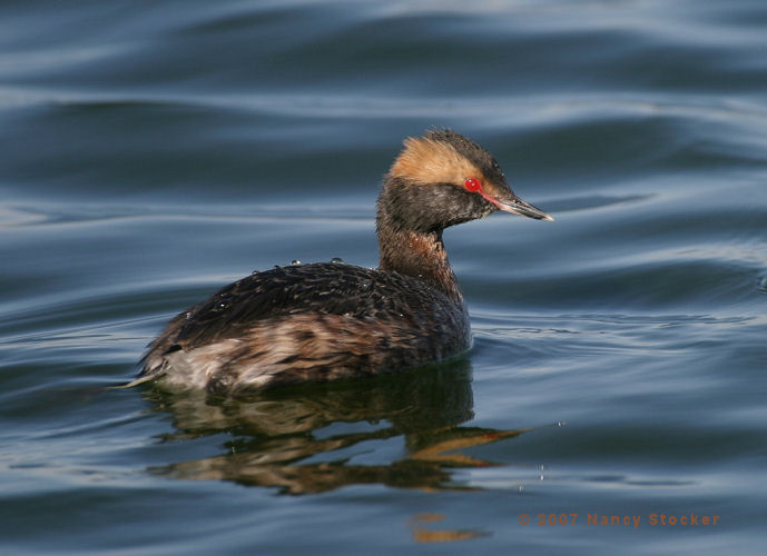 Horned Grebe
