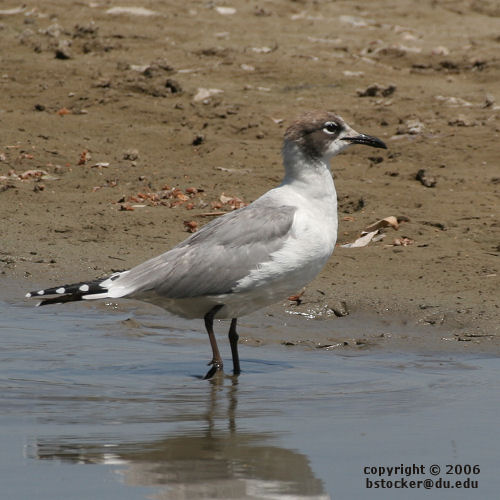 Franklin's Gull