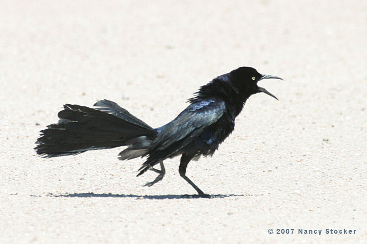 Male Great-tailed Grackle