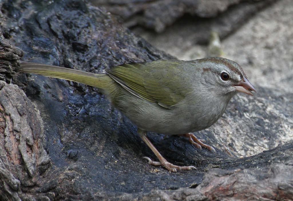 Olive Sparrow