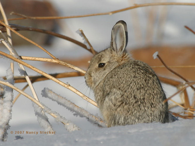 Cottontail in Snow