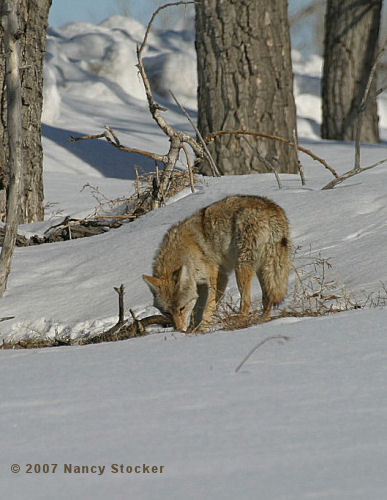 Coyote Foraging