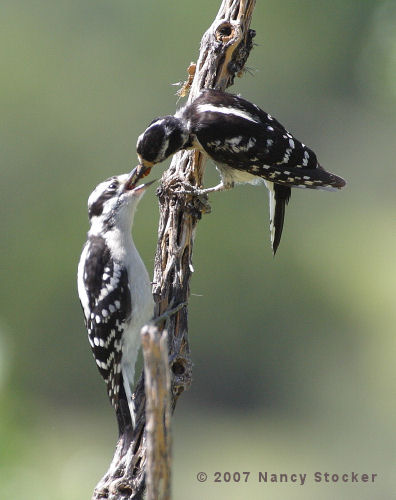 Downy Woodpeckers