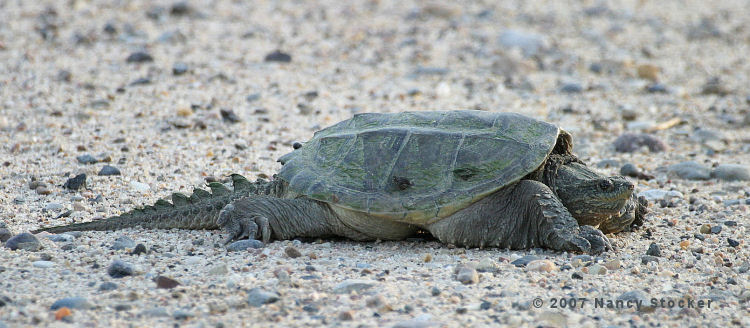 Snapping Turtle