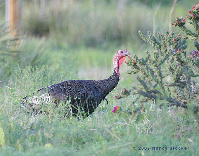Wild Turkey