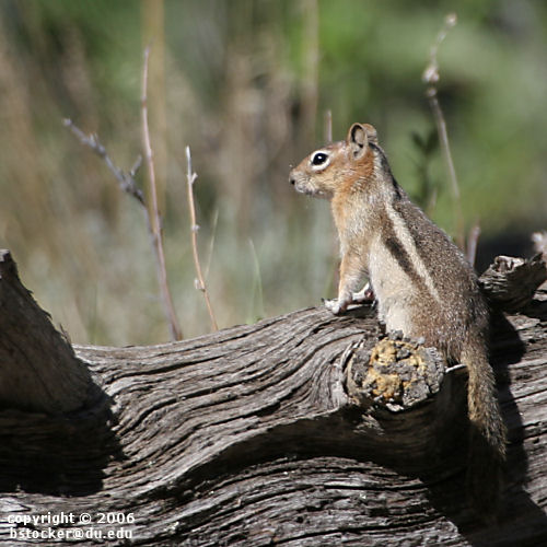Golden-manteled Ground Squirrel