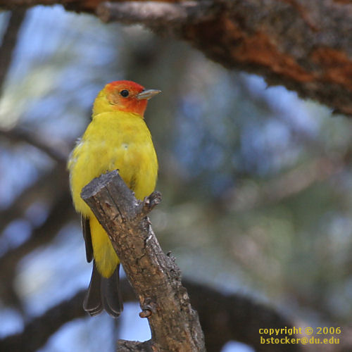 Male Western Tanager