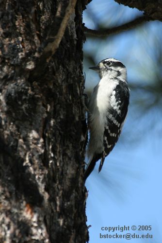 Downy Woodpecker on a Fire-scorched Ponderosa Pine