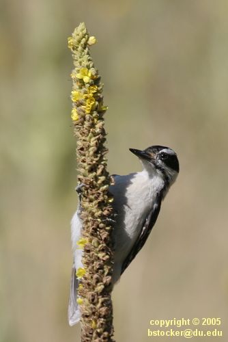 Hairy Woodpecker on a Mullein Plant