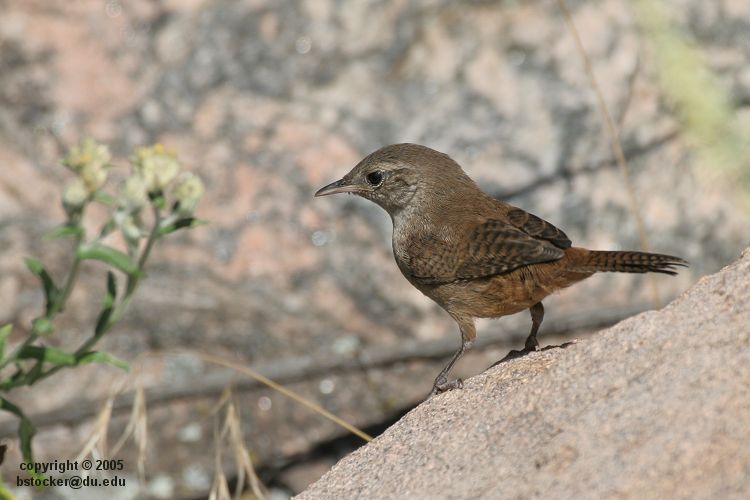 House Wren