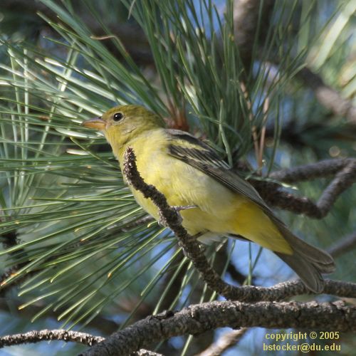 Female American Goldfinch