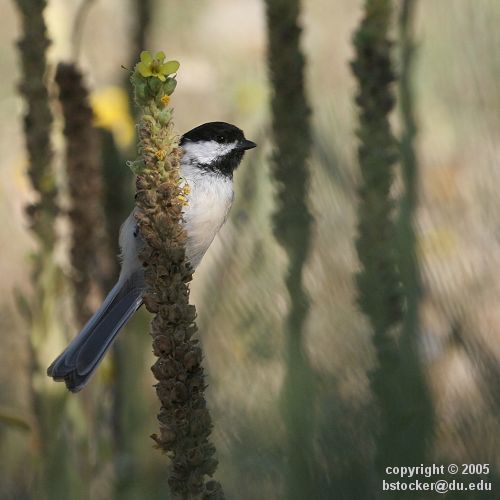 Black-capped Chickadee on a Mullein Plant