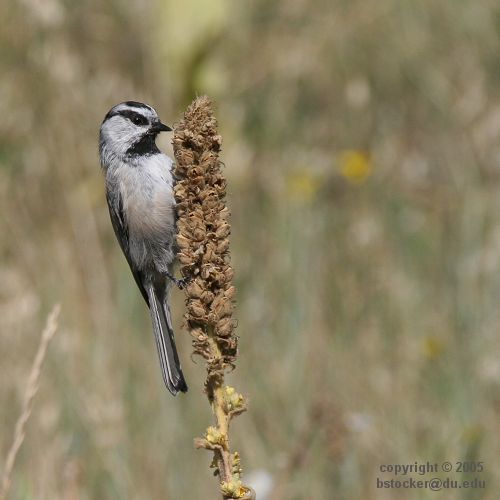 Mountain Chickadee Eating Mullein Seeds