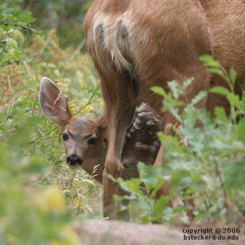 Mule Deer Fawn with Its Mother