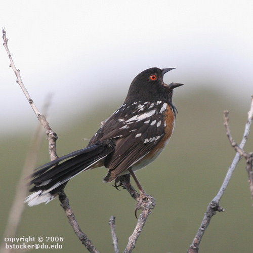 Spotted Towhee