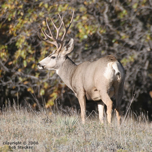Mule Deer Buck in Autumn