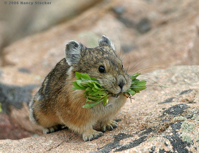 Pika with Greens for its Food Cache