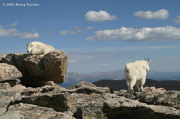 Mountain Goats