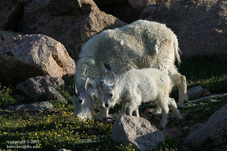 Mountain Goats