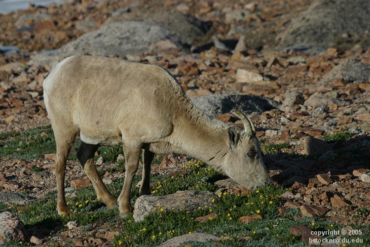 Bighorn Sheep