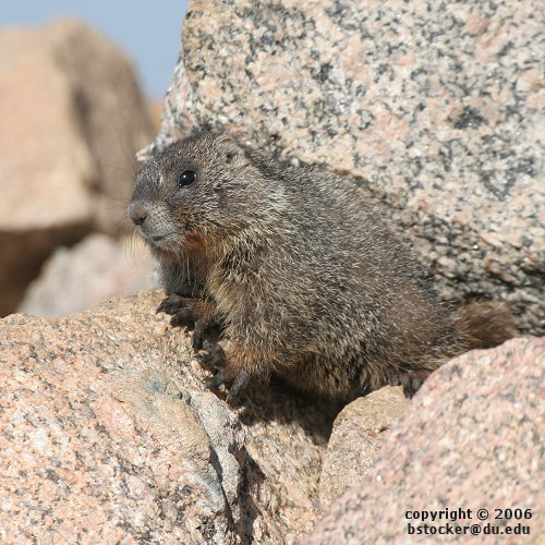 Yellow-bellied Marmot 