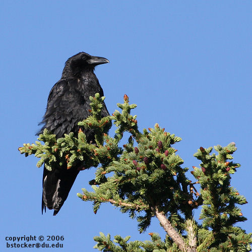 Common Raven