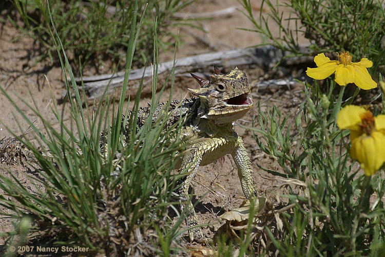 Texas Horned Lizard