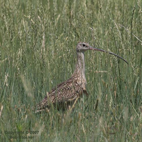 Long-billed Curlew