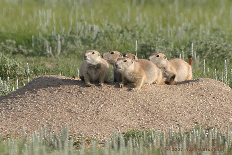 Five Black-tailed Prairie Dogs
