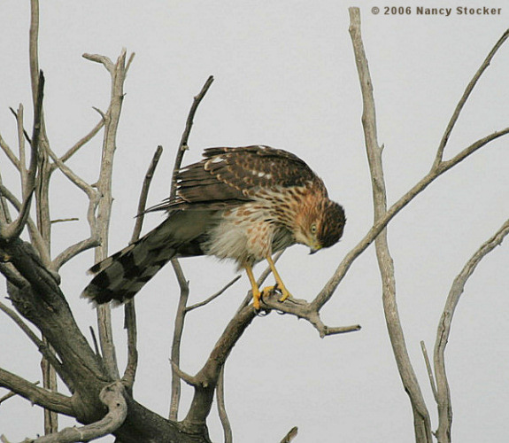 Juveline Cooper's Hawk