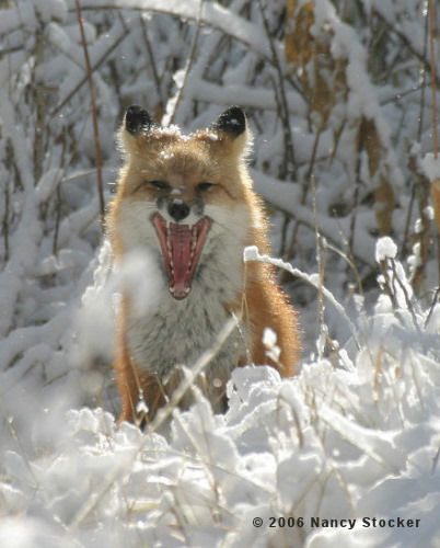 Red Fox Yawning