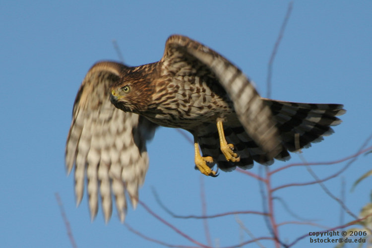 Juvenile Cooper's Hawk in Flight 