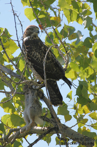 Juvenile Red-tailed Hawk with Rabbit Carcass