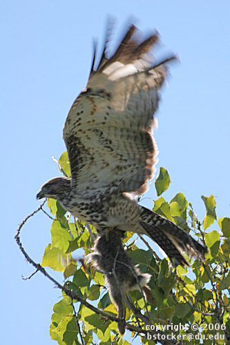 Juvenile Red-tailed Hawk Taking off with Rabbit Carcass