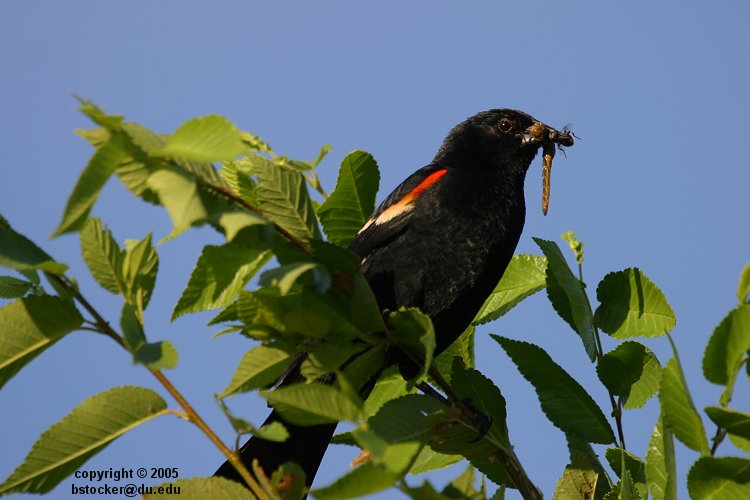 Male Red-winged Blackbird
