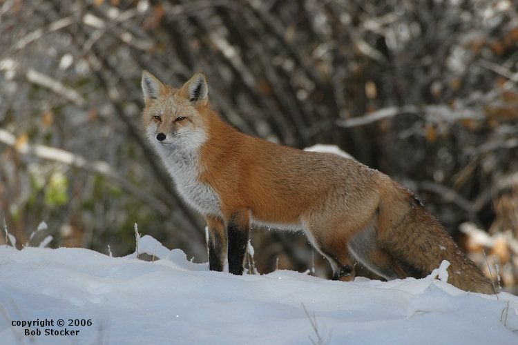 Red Fox
