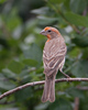 Finches and Old World Sparrows