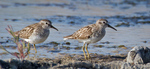 Shorebirds