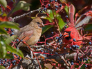 Tanagers, Cardinals and Their Allies