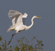 Wading Birds